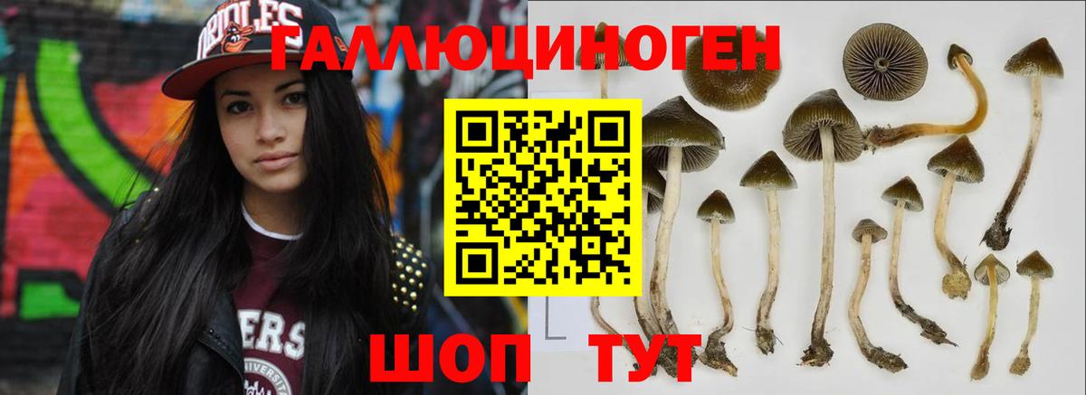 Галлюциногенные грибы Psilocybine cubensis  Вход с VPN  Каменка 